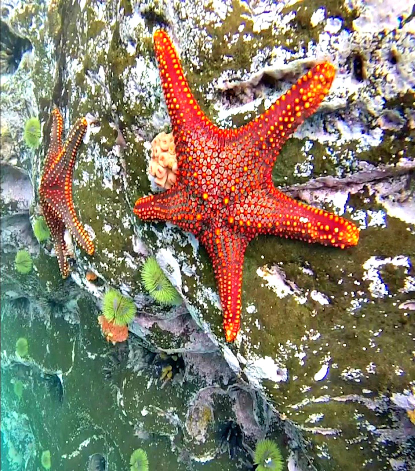 starfish on a rock in the ocean